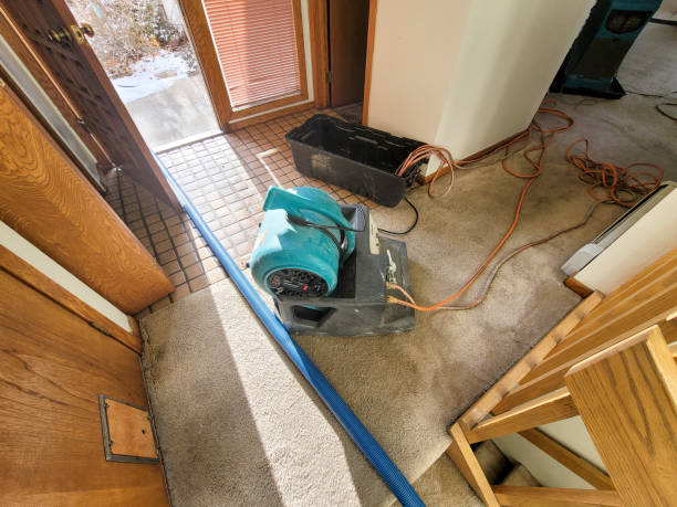 Best Mold removal after water damage  in Jasper, AL